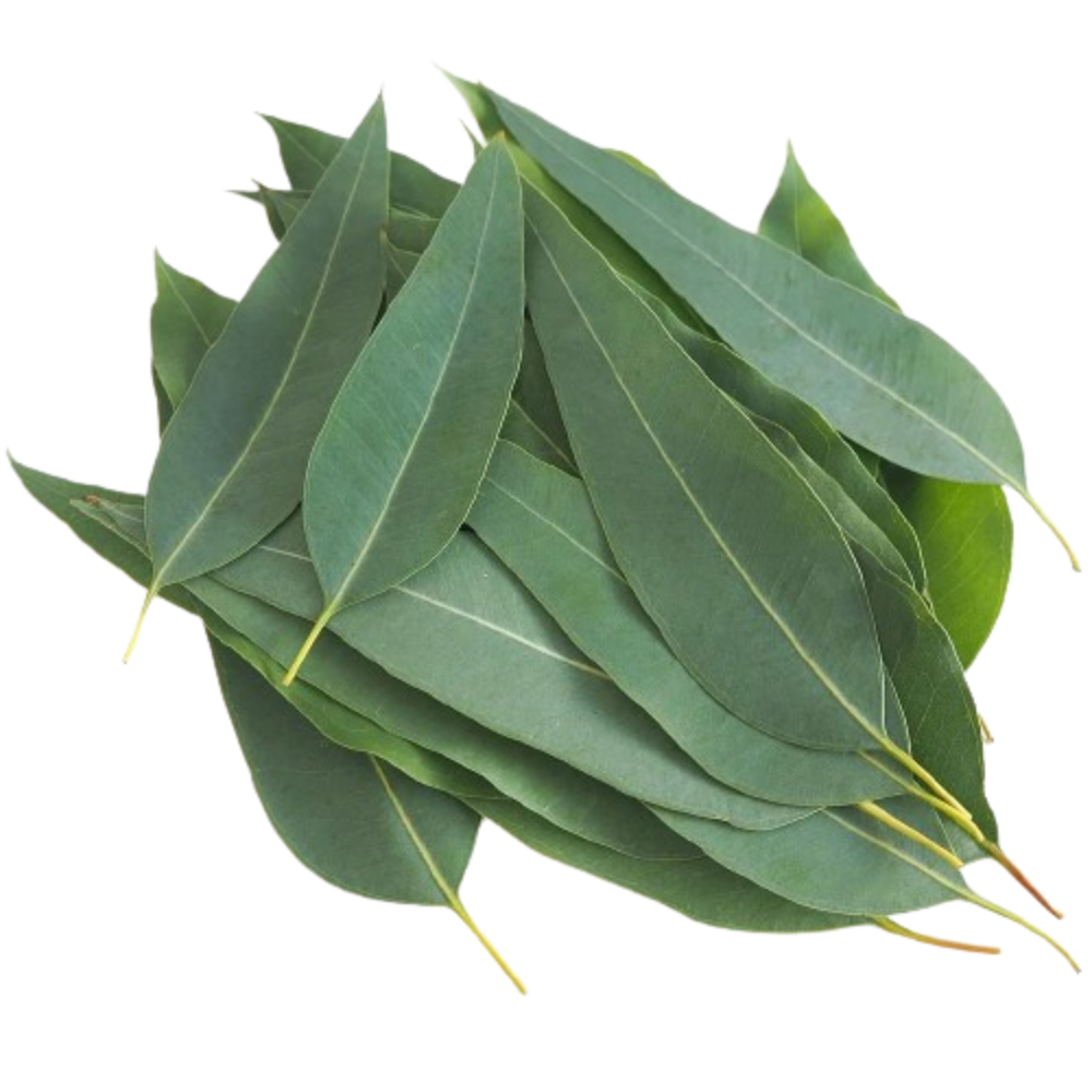 Eucalyptus Essential Oil Uses and Benefits.