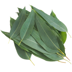 Eucalyptus Essential Oil Uses and Benefits.